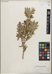 Foto von Salix pedicellaris Pursh